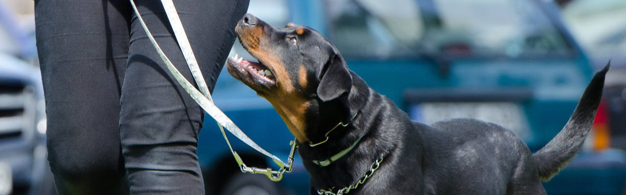 Déclaration de chiens catégorisés